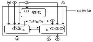 免疫細(xì)胞識別功能與細(xì)胞全能性分析